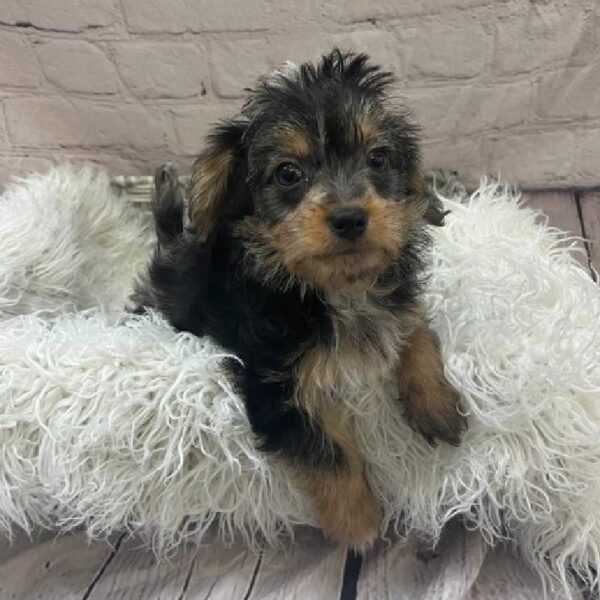 Maltipoo-DOG-Female-Black / Tan-10708-Petland Monroeville, PA