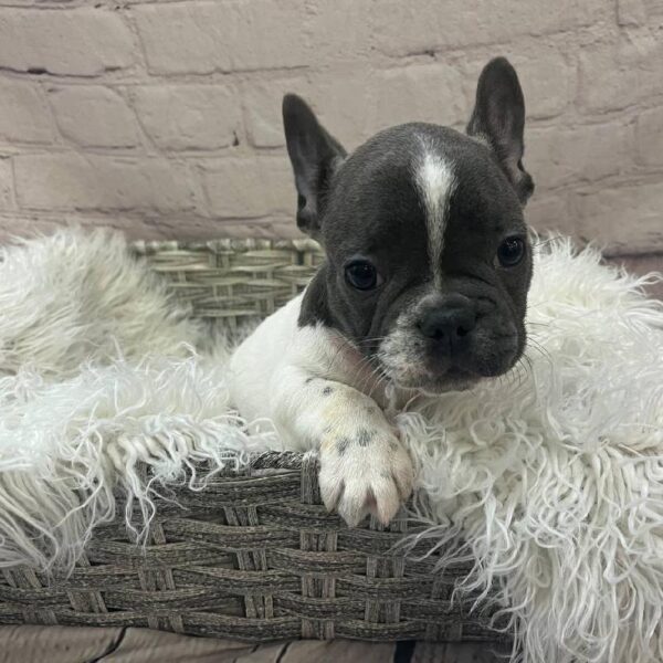 French Bulldog-DOG-Male-Blue-10709-Petland Monroeville, PA