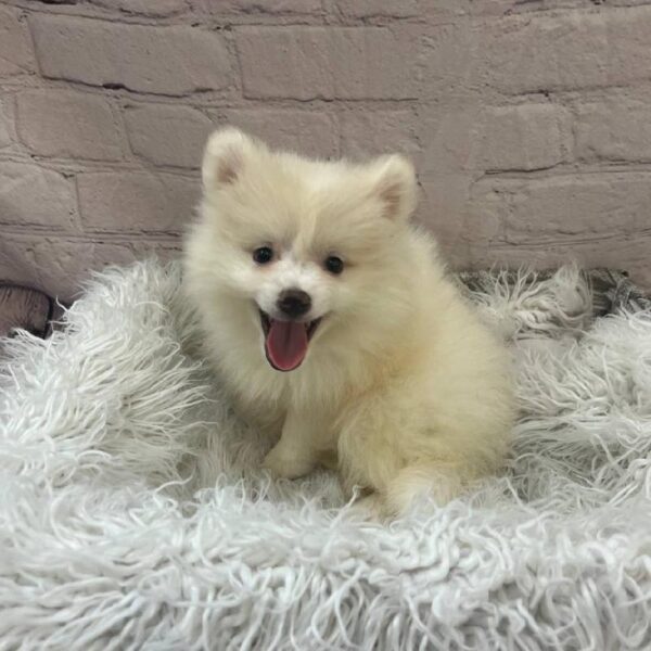 Pomeranian-DOG-Male-Cream-10710-Petland Monroeville, PA