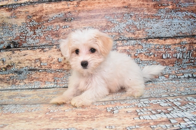 Malti-Poo-DOG-Female-White and Apricot-10739-Petland Monroeville, PA