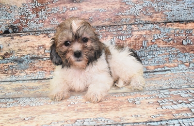Teddy Bear-DOG-Female-Gold and White-10741-Petland Monroeville, PA