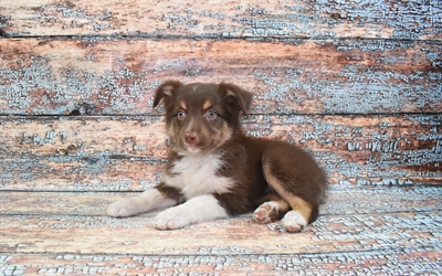 Australian Shepherd-DOG-Female-Red-10742-Petland Monroeville, PA