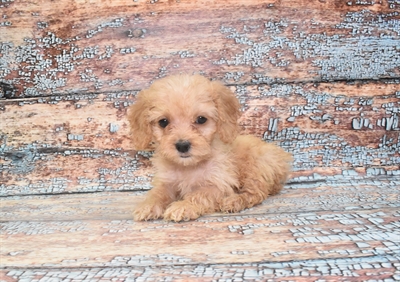 Cockapoo-DOG-Female-Apricot-10743-Petland Monroeville, PA