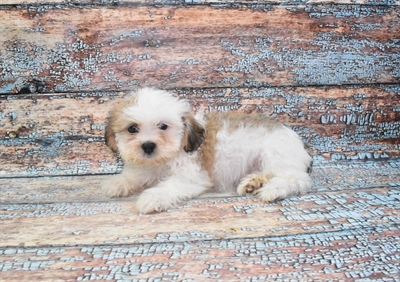Lhasa Apso-DOG-Female-Red-10744-Petland Monroeville, PA