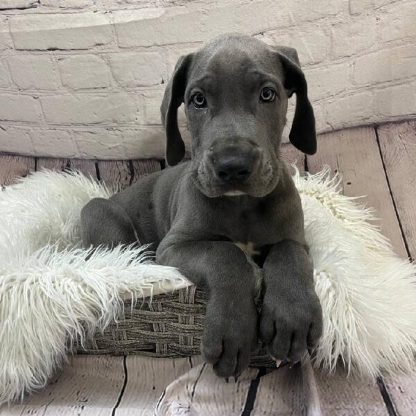 Great Dane-DOG-Male-Blue-10748-Petland Monroeville, PA