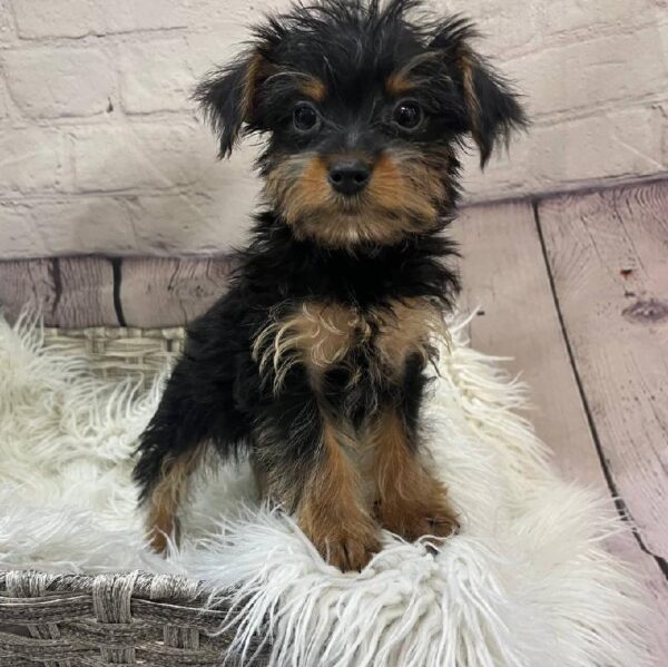Morkie-DOG-Male-Black / Tan-10747-Petland Monroeville, PA