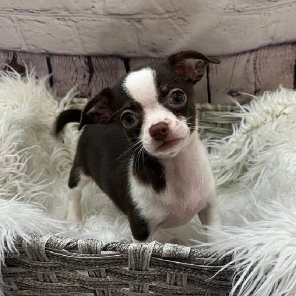 Chihuahua-DOG-Female-Chocolate-10746-Petland Monroeville, PA