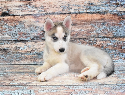 Siberian Husky-DOG-Female-Grey and White-10768-Petland Monroeville, PA