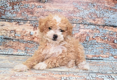 Poodle-DOG-Female-Apricot-10771-Petland Monroeville, PA