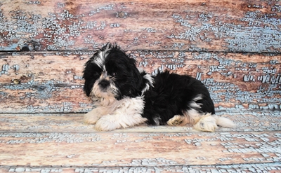 Shih Tzu-DOG-Male-Black and White-10775-Petland Monroeville, PA