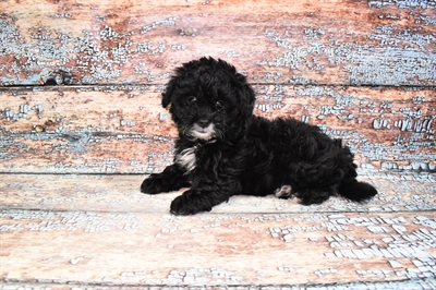 Lhasa Apso-DOG-Female-Black-10776-Petland Monroeville, PA