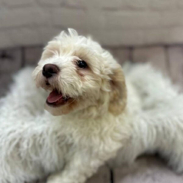 Teddy Bear-DOG-Male-White-10502-Petland Monroeville, PA