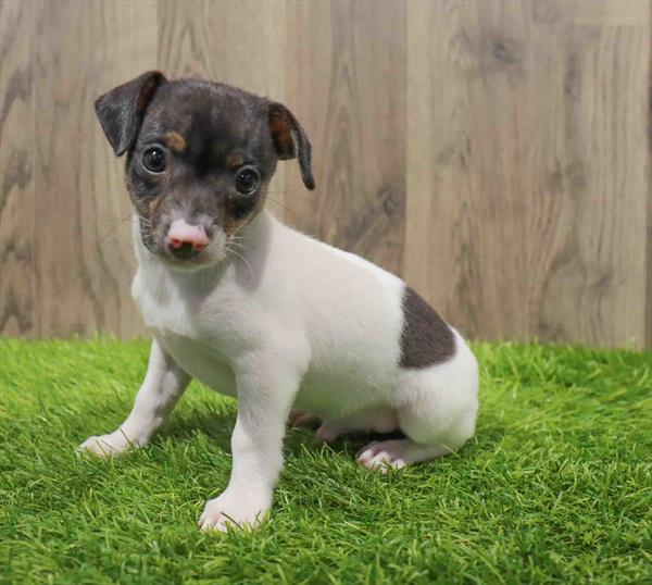 Chihuahua-Toy Fox Terrier-DOG-Male-Black / White-10609-Petland Monroeville, PA