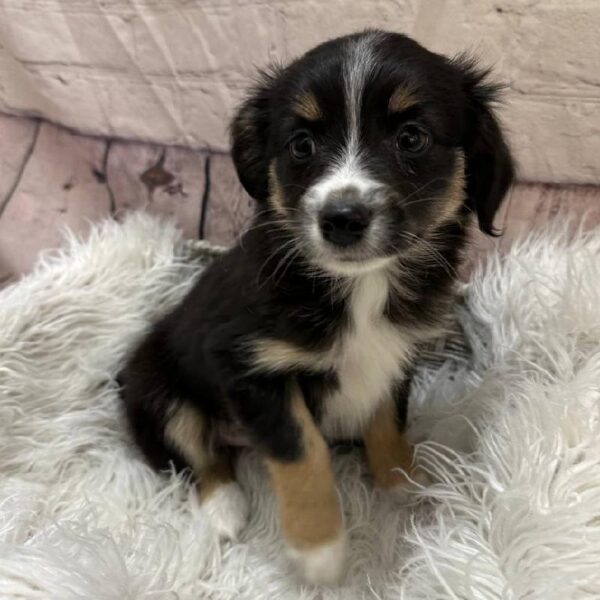 Miniature Australian Shepherd-DOG-Female-Black Tri-10649-Petland Monroeville, PA