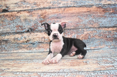 Boston Terrier-DOG-Female-Black and White-10696-Petland Monroeville, PA