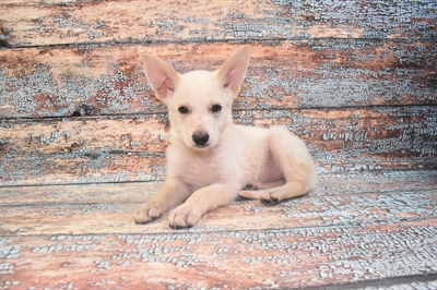 German Shepherd-DOG-Female-White-10697-Petland Monroeville, PA