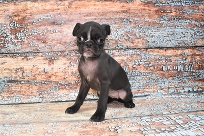 Pug-DOG-Female-Black-10698-Petland Monroeville, PA