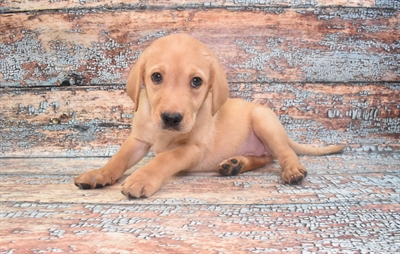 Labrador Retriever-DOG-Female-Yellow-10699-Petland Monroeville, PA