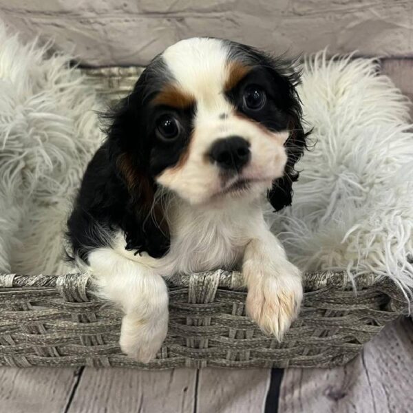 Cavalier King Charles Spaniel-DOG-Male-Tri-10704-Petland Monroeville, PA