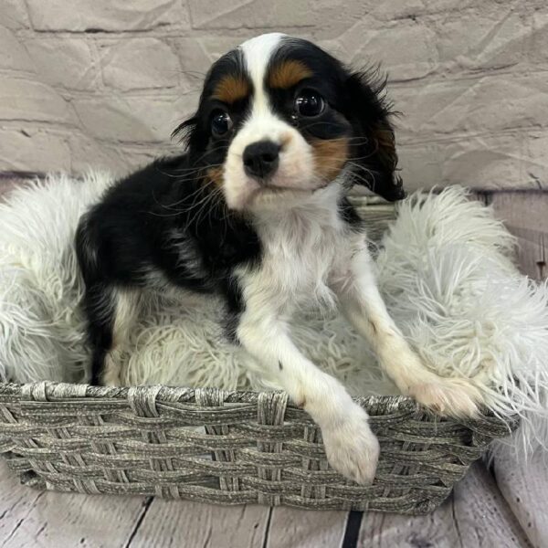 Cavalier King Charles Spaniel-DOG-Male-Tri-10703-Petland Monroeville, PA