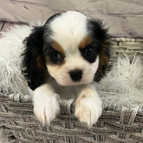 Cavalier King Charles Spaniel-DOG-Male-Black & White-10702-Petland Monroeville, PA