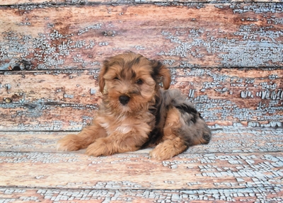 Yorkie-DOG-Male-Blue and Gold-10728-Petland Monroeville, PA