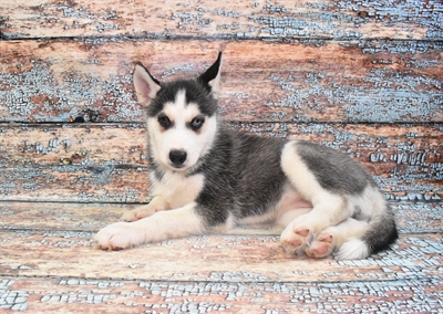 Siberian Husky-DOG-Female-Black and White-10729-Petland Monroeville, PA