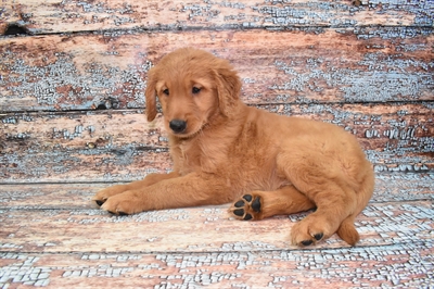 Golden Retriever-DOG-Female-Dark Golden-10738-Petland Monroeville, PA