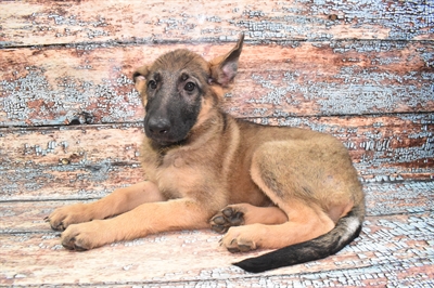 German Shepherd-DOG-Female-Sable-10740-Petland Monroeville, PA