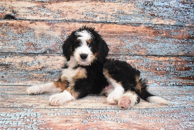 Mini Bernedoodle-DOG-Male-Tri Color-10745-Petland Monroeville, PA