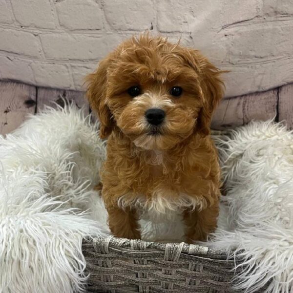 Cavapoo-DOG-Male-Apricot-10749-Petland Monroeville, PA
