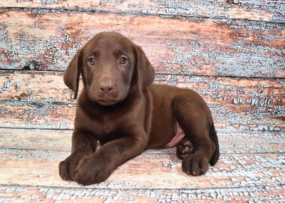 Labrador Retriever-DOG-Male-Chocolate-10766-Petland Monroeville, PA