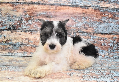 Mini Schnauzer-DOG-Male-Black and Silver-10767-Petland Monroeville, PA
