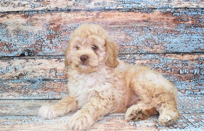 Mini AussiePoo-DOG-Male-Apricot-10769-Petland Monroeville, PA