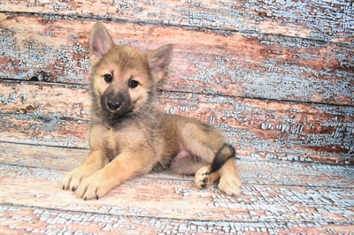 Pomsky-DOG-Female-Sable-10772-Petland Monroeville, PA