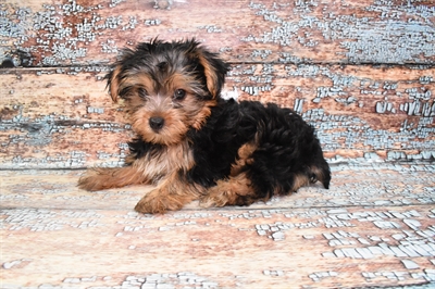 Yorkie-DOG-Male-Black and Tan-10774-Petland Monroeville, PA