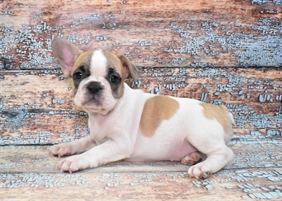 French Bulldog-DOG-Female-Fawn and White-10777-Petland Monroeville, PA