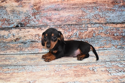Dachshund-DOG-Male-Black and Tan-10778-Petland Monroeville, PA