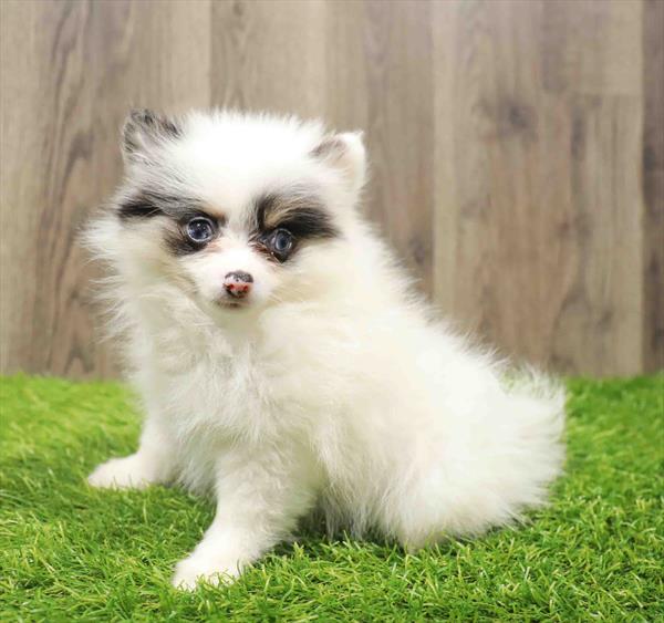 Pomeranian-DOG-Female-Black Parti-10785-Petland Monroeville, PA