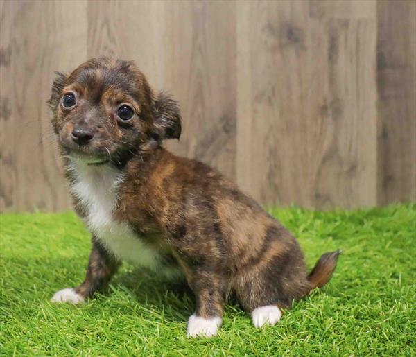 Chihuahua-DOG-Male-Brindle-10786-Petland Monroeville, PA