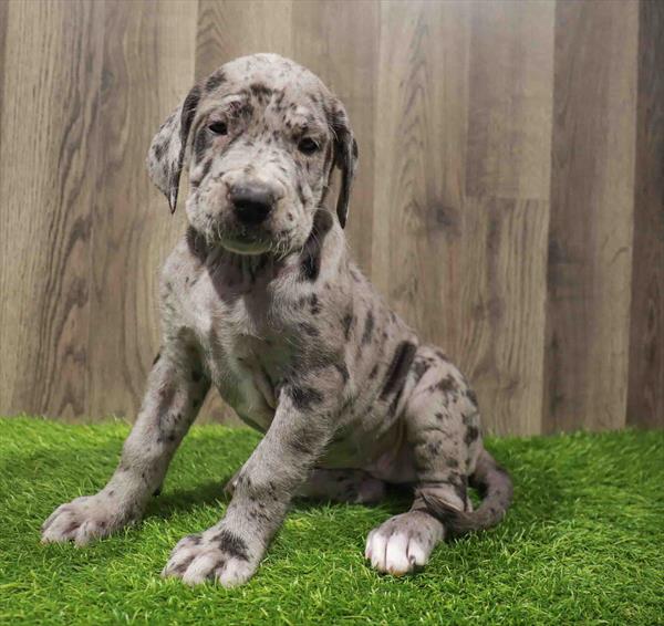 Daniff-DOG-Female-Blue Merle-10787-Petland Monroeville, PA