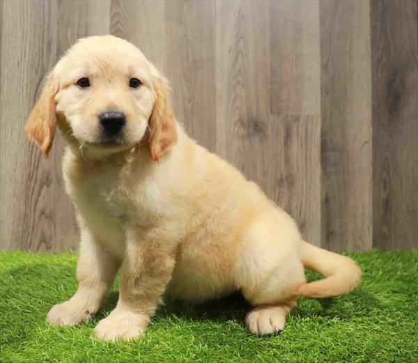 Golden Retriever-DOG-Male-Golden-10788-Petland Monroeville, PA