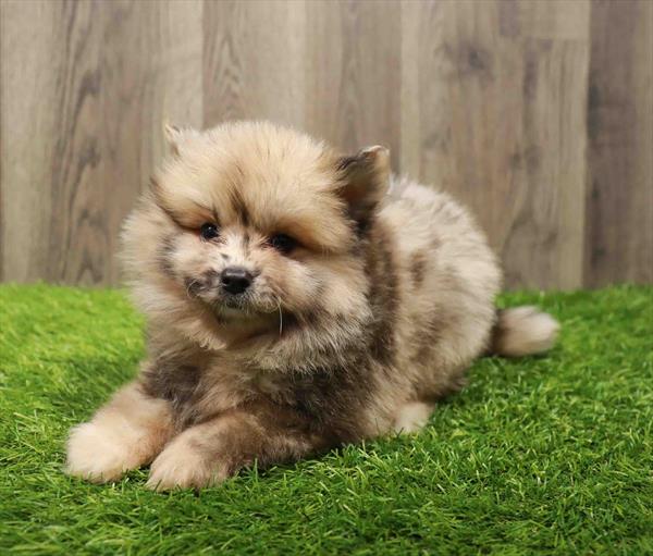 Pomsky 2nd gen.-DOG-Male-Red Merle-10789-Petland Monroeville, PA