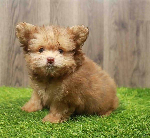 Yorkie-Poo-DOG-Male-Sable-10790-Petland Monroeville, PA