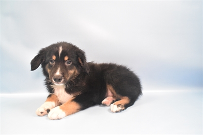 Australian Shepherd-DOG-Male-Black White and Tan-10811-Petland Monroeville, PA