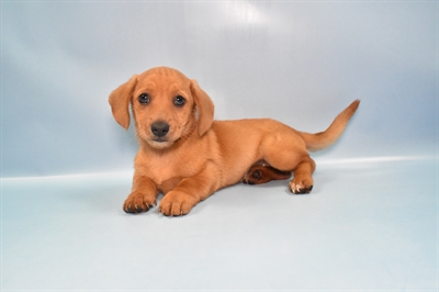 Chiweenie-DOG-Female-Fawn-10813-Petland Monroeville, PA