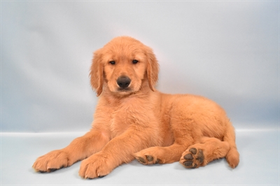 Golden Retriever-DOG-Male-Golden-10814-Petland Monroeville, PA