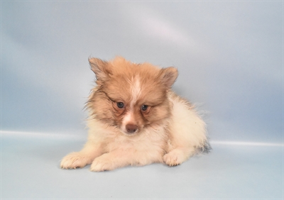 Pomeranian-DOG-Female-Chocolate Sable-10815-Petland Monroeville, PA