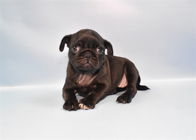 Pug-DOG-Female-Black-10817-Petland Monroeville, PA