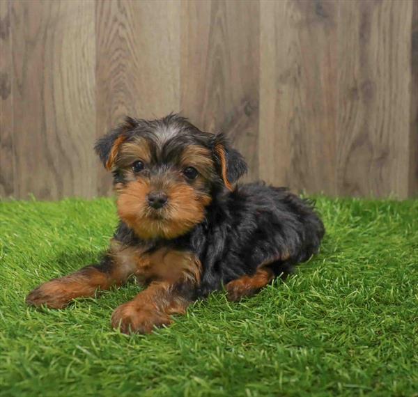 Yorkie-DOG-Male-Black / Tan-10818-Petland Monroeville, PA